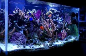 UV Sterilizer Aquarium