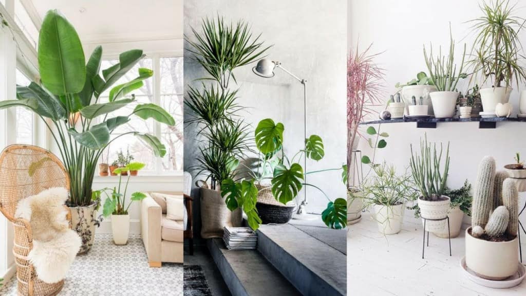 Indoor plants in living room 3ef52776